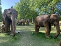 A herd of 100 elephant sculptures have taken up space in LondonÃ¢â¬â¢s Royal Parks Royalty Free Stock Photo